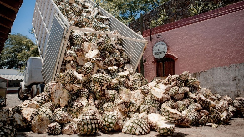 A truck unloading agave piñas at the Fortaleza tequila distillery