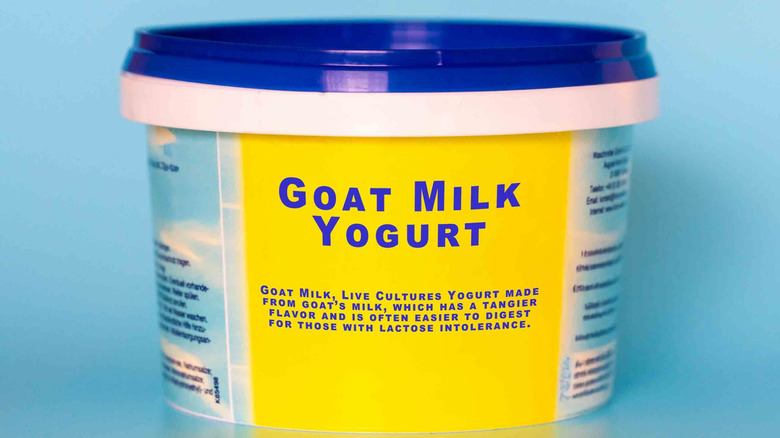 A contained of goat's milk yogurt sits against a blue backdrop.