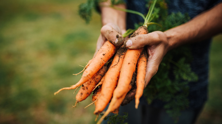 Carrots 