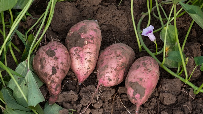 Sweet potatoes