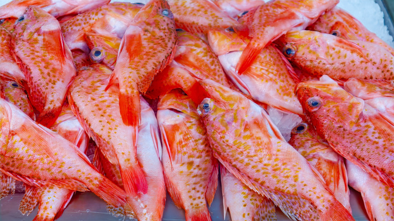 A pile of red snapper on ice