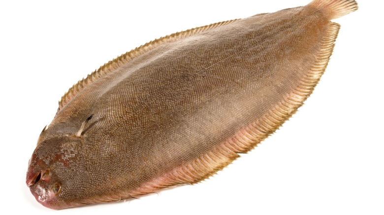 A whole sole against white background