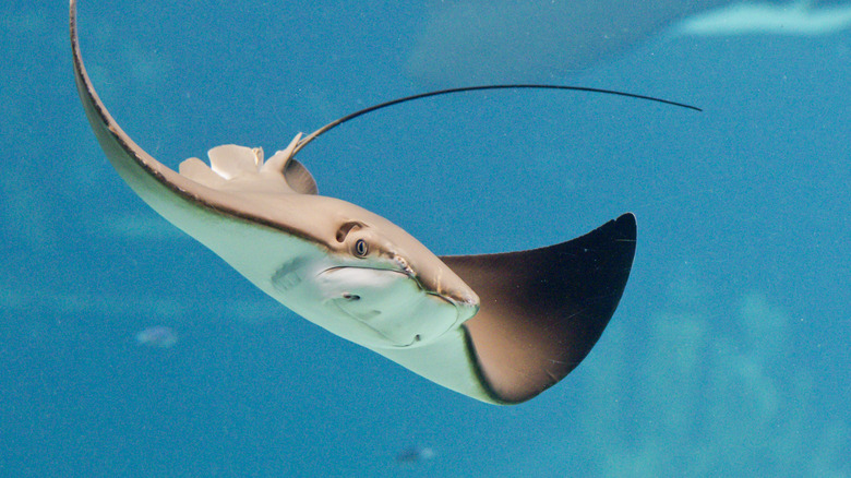 A stingray swimming through the ocean