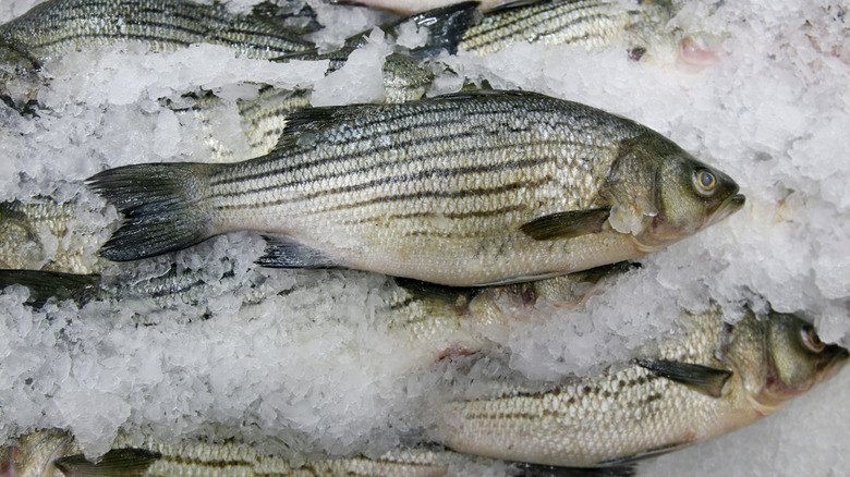 A pile of striped bass on ice