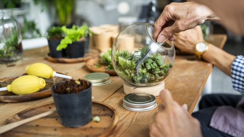 Making terrariums from scratch