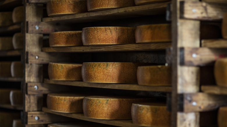 Aged cheese wheels on wooden shelves