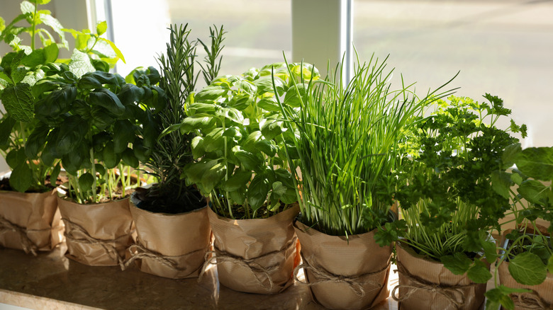 Window ledge lined with small herb plants