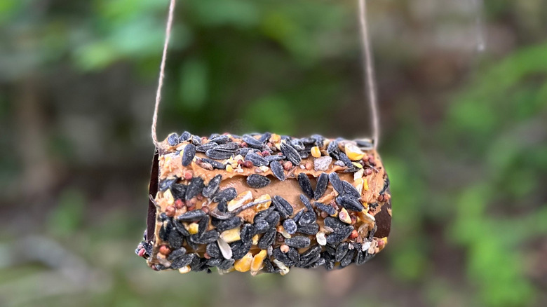 Homemade cylindrical bird seed feeder hanging from a tree branch