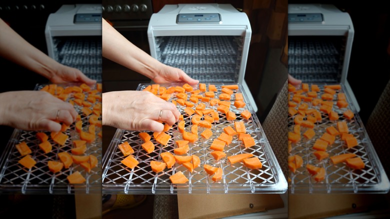 Person using food dehydrator with carrot slices