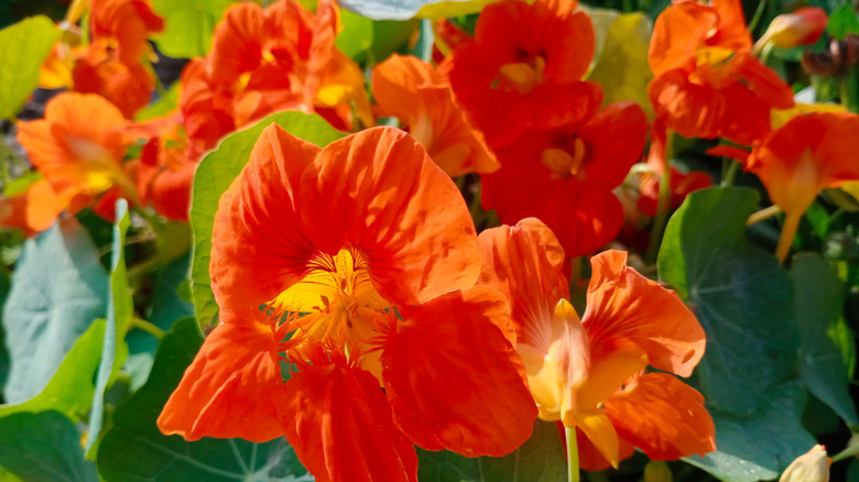 Orange nasturtium flowers