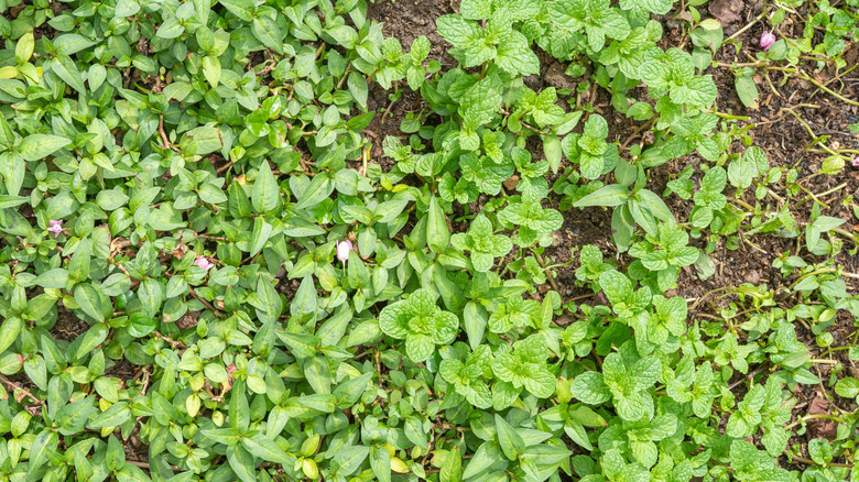 Groundcover with mint plants