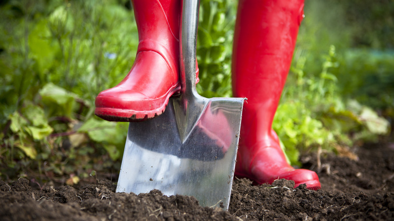 Gardener in red boots stepping on shovel to force it into soil