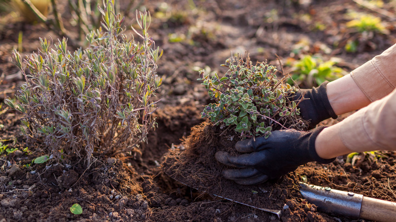 Gloved hands holding a catmint plant in a garden bed
