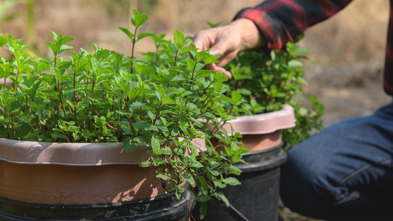 Person's hand checking mint in pot, with stems of mint trailing down along one side