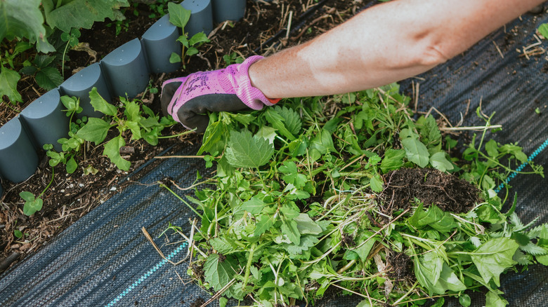 Woman physically removing plants from garden bed