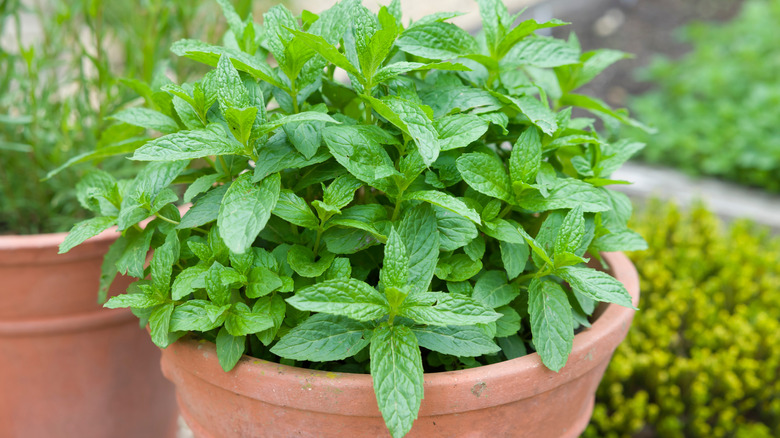 Mint growing in a pot