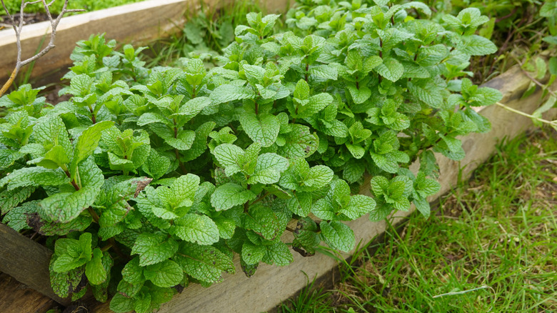 Mint in a raised garden bed