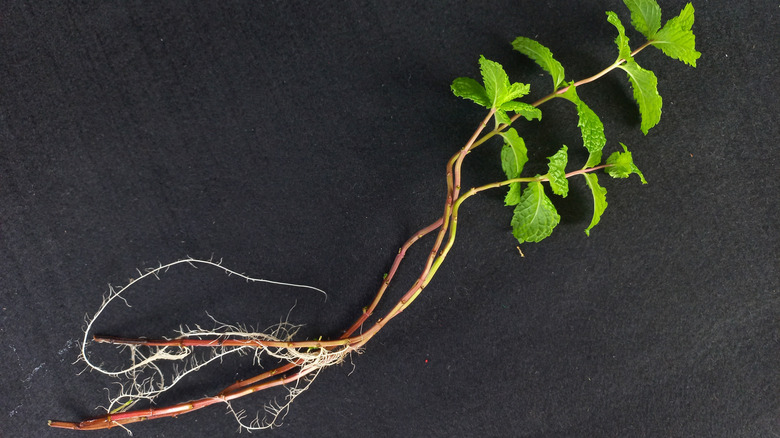 Mint plant with very long roots