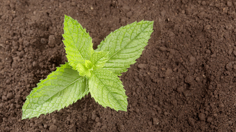Small mint plant just above soil surface