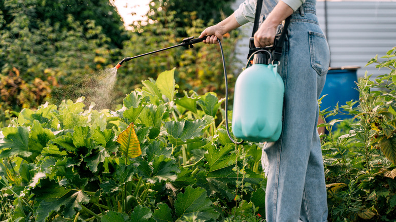 Woman spraying garden with herbicide