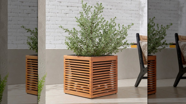 Plant in a slatted wooden box