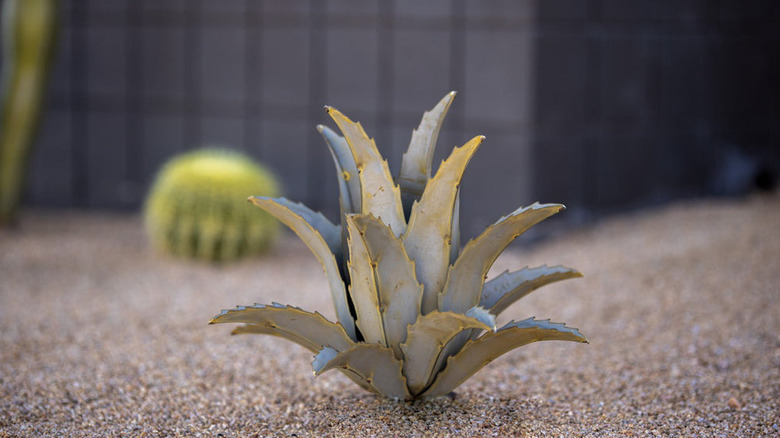 Steel agave sculpture planted in sand