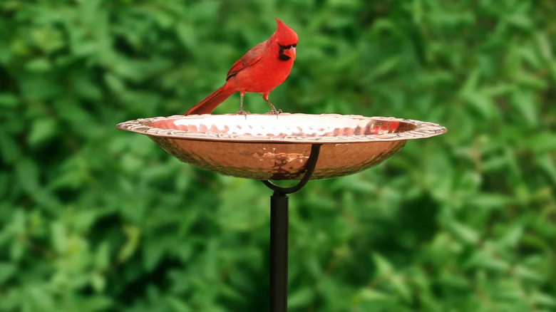 Red bird perched on copper bird bath