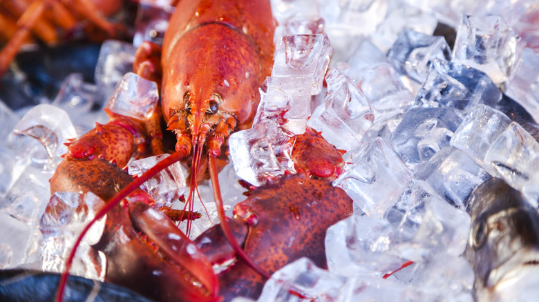 A cooked lobster on ice
