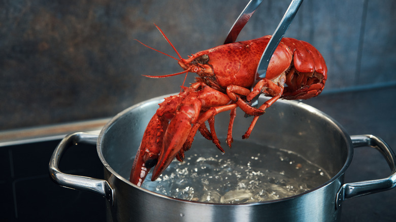 A person taking a cooked lobster out of a pot of simmering water