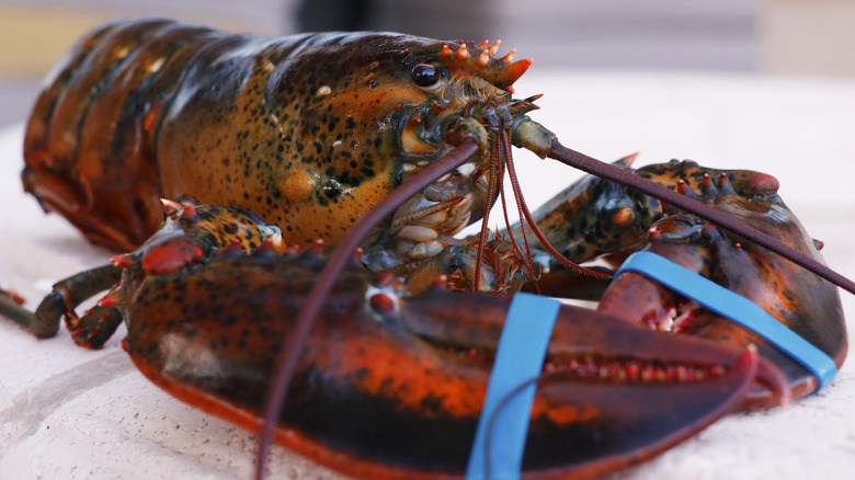 A live lobster with rubber bands around its claws