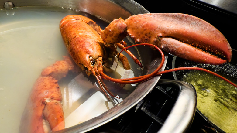 Lobster crawling out of a pot of water