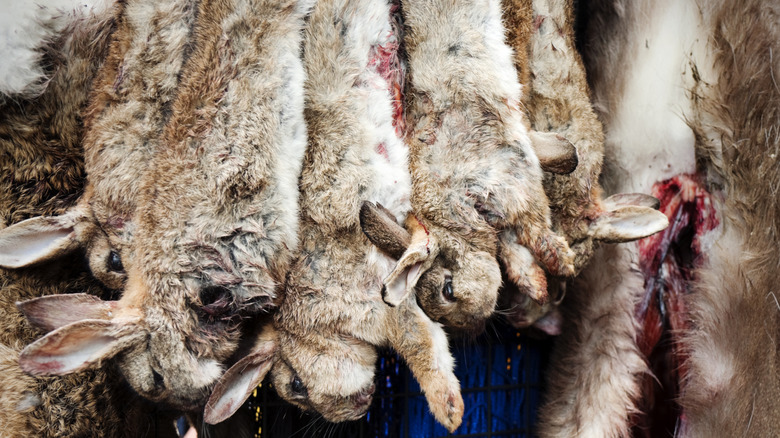 fresh rabbits hanging being prepared for skinning and cooking
