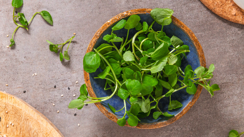 Bowl of fresh watercress