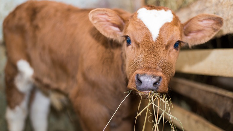 A brown calf chewing on hay in a barn