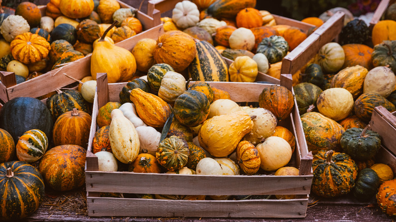 A variety of gourds stacked in boxes