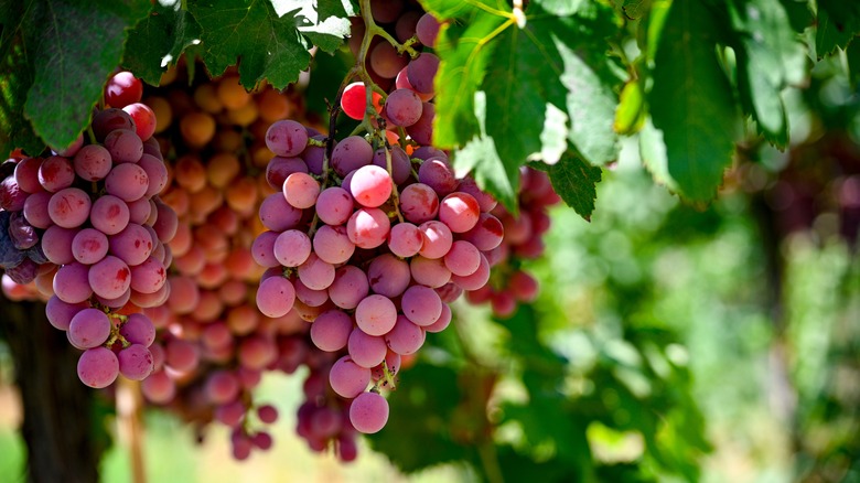 Bunches of purple grapes hanging from green vines