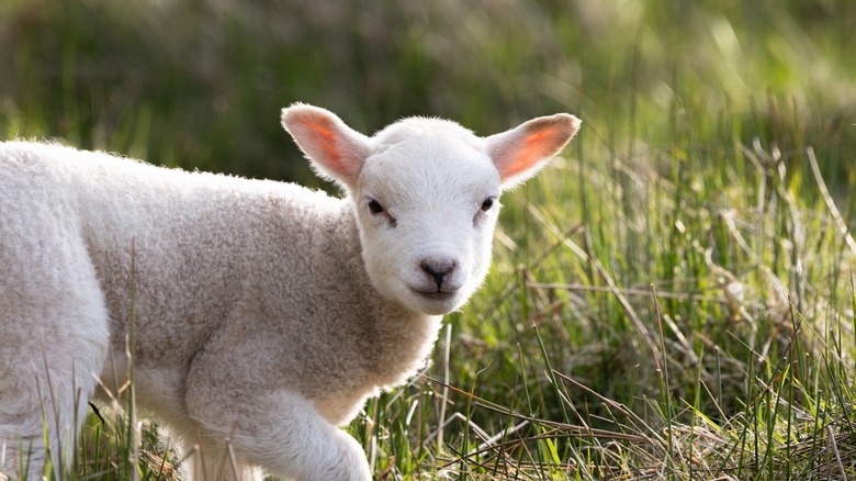 White lamb in a field of grass