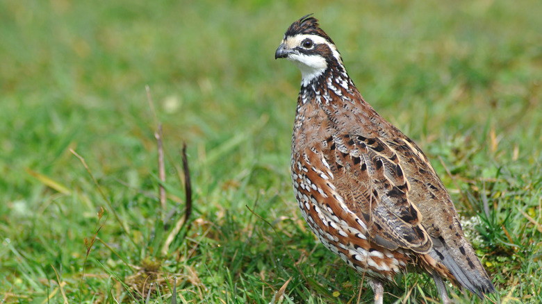 A quail, mostly brown with black and white dots on different feathers in a field of grass