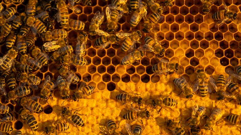 Group of bees on honeycomb