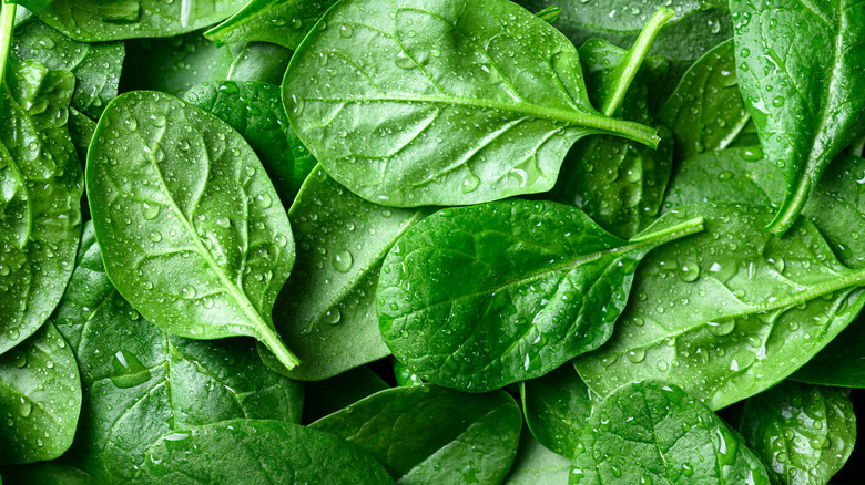 Close-up of fresh spinach leaves with drops of water on the surface