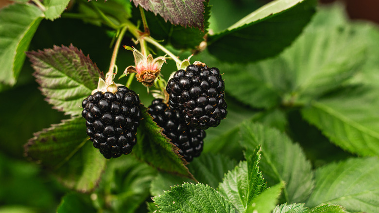 Two blackberries on the bush