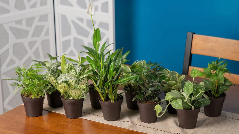 A collection of houseplants on a table