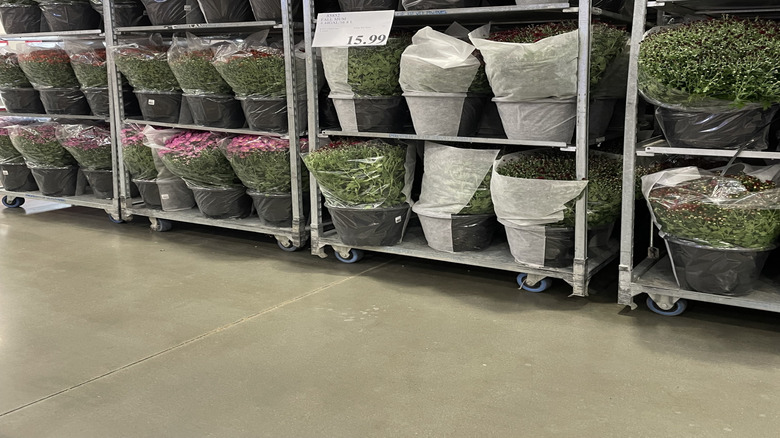 A rack of Costco mums for sale