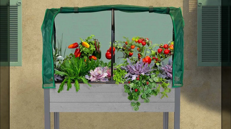 A spruce raised planter with a screen