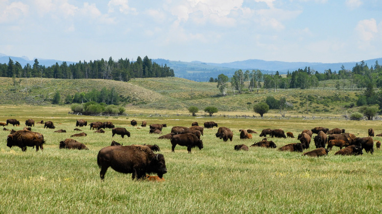 A herd of bison in Montana