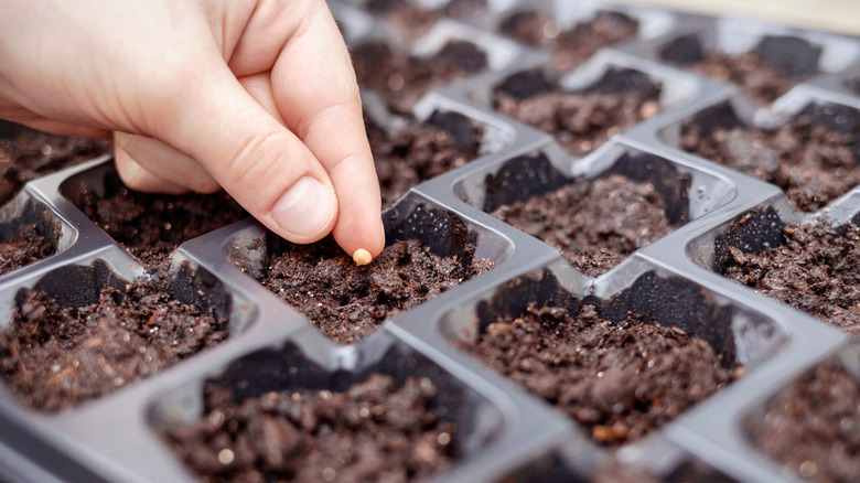 Person putting seeds into gardening tray