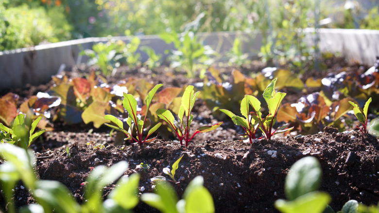 Garden bed with plants