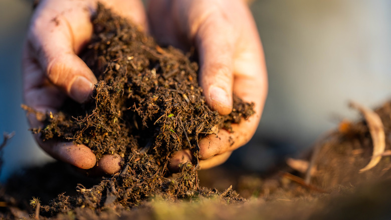 Person holding soil in their hands
