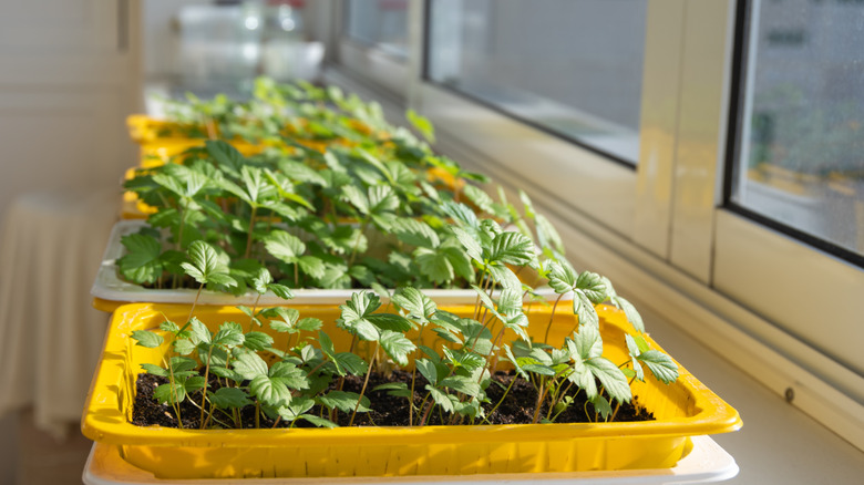 Container of strawberry plants near a window