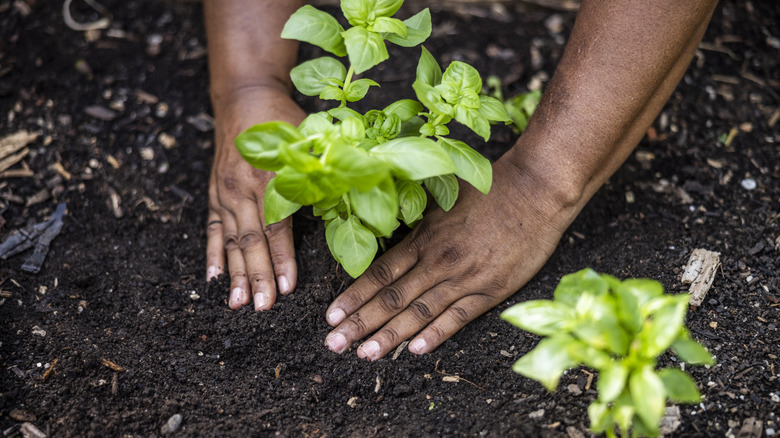 Person gardening with hands